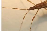 Berytinus clavipes
