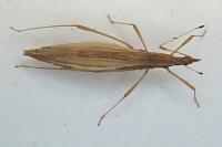 Berytinus clavipes