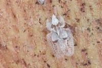 Corythucha ciliata
