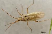 Acetropis gimmerthalii
