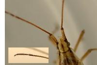 Acetropis gimmerthalii