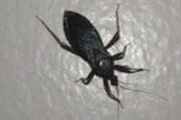 Reduvius personatus