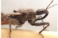 Coranus subapterus