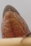 Coranus subapterus