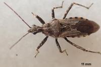 Coranus subapterus