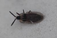 Kalama tricornis