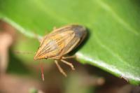 Aelia acuminata