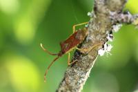 Gonocerus acuteangulatus
