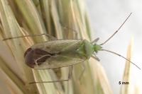 Macrotylus solitarius