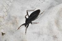 Reduvius personatus