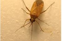 Plagiognathus fulvipennis