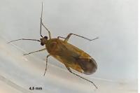Plagiognathus fulvipennis