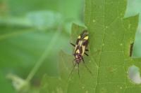 Grypocoris sexguttatus