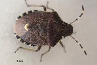 Holcostethus sphacelatus