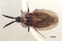 Dictyonota strichnocera