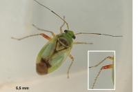 Apolygus limbatus