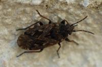 Sphragisticus nebulosus