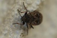 Sphragisticus nebulosus