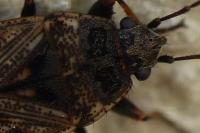 Sphragisticus nebulosus