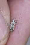 Phytocoris tiliae