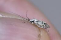 Phytocoris tiliae