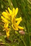 Carpocoris