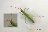 Trigonotylus ruficornis
