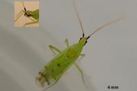 Macrolophus costalis
