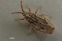 Tingis crispata