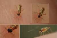Campyloneura virgula