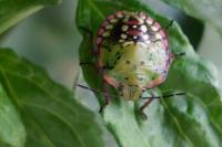Nezara viridula