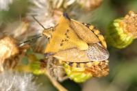 Carpocoris fuscispinus