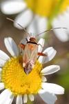 Adelphocoris vandalicus