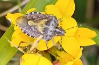 Dolycoris baccarum