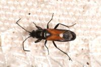 Pterotmetus staphyliniformis