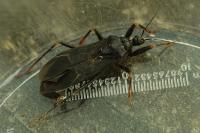 Reduvius personatus
