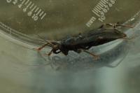 Reduvius personatus