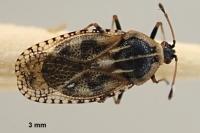 Dictyla echii