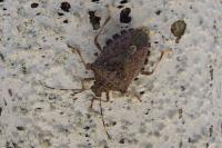 Halyomorpha halys