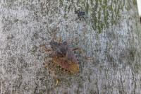 Halyomorpha halys