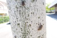 Halyomorpha halys