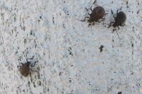 Halyomorpha halys