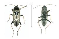 Xanthochilus quadratus