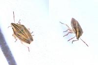 Aelia acuminata