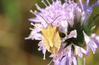 Carpocoris fuscispinus