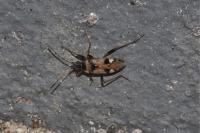 Beosus maritimus
