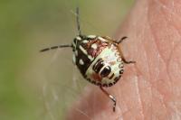 Carpocoris