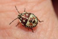 Carpocoris