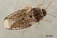 Piesma maculatum