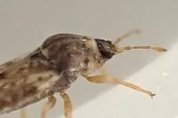 Piesma maculatum